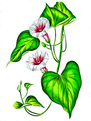 T-Shirt Designs Flowers (19).png