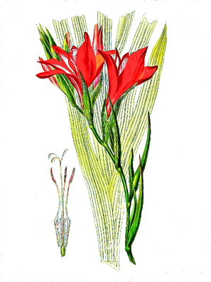 T-Shirt Designs Flowers (17).png