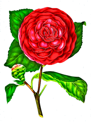 T-Shirt Designs Flowers (22).png