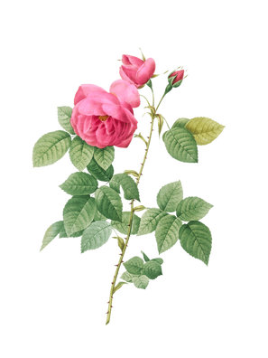 POD Design Rose (11).png