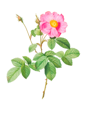 POD Design Rose (17).png