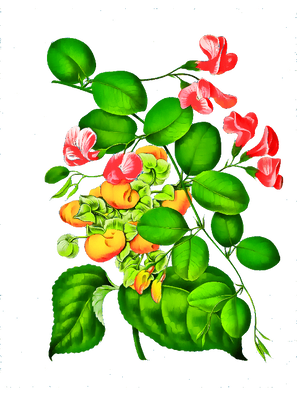 T-Shirt Designs Flowers (30).png