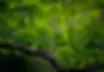 ginkgo-6291286_960_720.webp