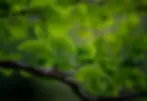 ginkgo-6291286_960_720.webp