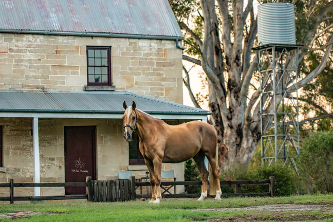 Half Steps Photography - Sydney Equestri