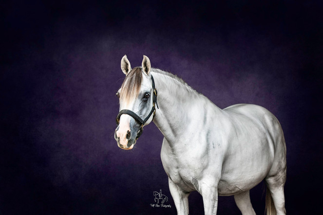 Half Steps Photography Sydney Equine Photographer