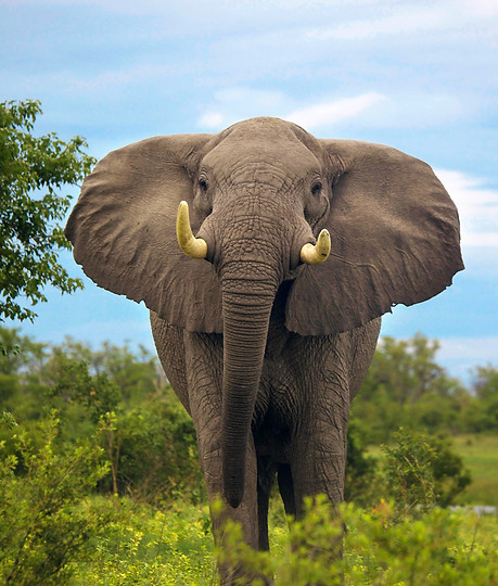 elefant-sor-afrika-kopi.jpg