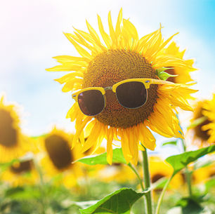 Sunshine, Sunscreen and Agriculture 