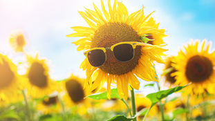 Sunshine, Sunscreen and Agriculture