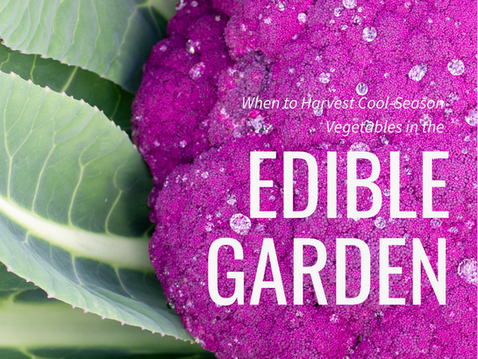 When to Harvest Cool-Season Vegetables in the Edible Garden