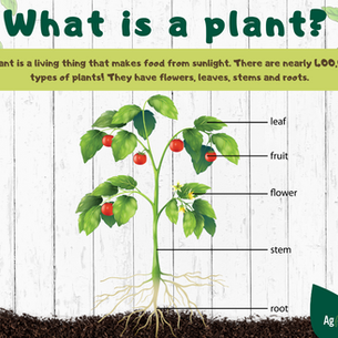 What is a plant?