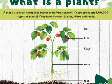 What is a plant?