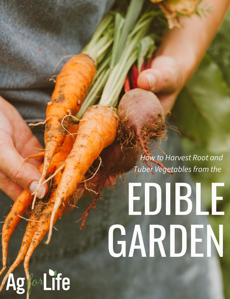 How to Harvest Root and Tuber Vegetables from the Edible Garden