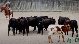 Horse Training with Kent Williamson