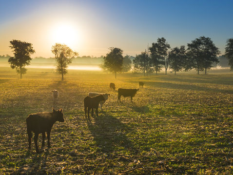 What Is Silvopasture?