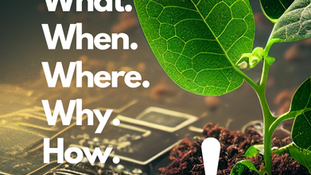 Plant the Question: Why Curiosity Belongs at the Heart of the Classroom