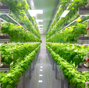 What Are Vertical Farms?