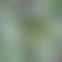 How to Protect the Edible Garden from Hail Damage