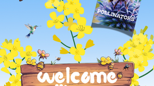 🐝 Pollinators at Work: Why Bees, Butterflies, and Beetles Matter More Than You Think