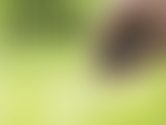 How to Fertilize the Edible Garden