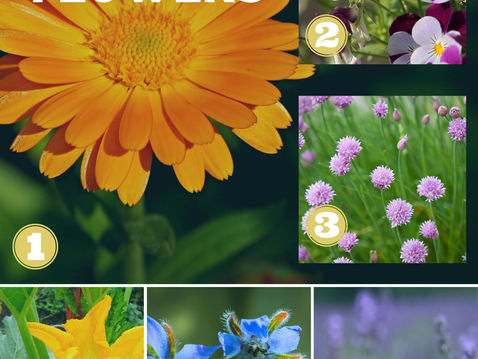 Edible Flowers - Take A Bite