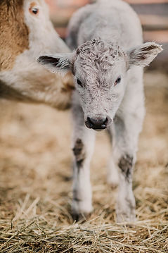 Farm Babies photo.jpeg