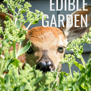 How to Deter Deer From the Edible Garden