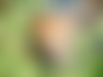 How to Deter Deer From the Edible Garden