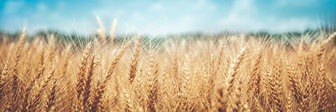 AdobeStock_276791799.jpeg