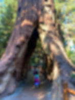 My youngest walking through a tree at Redwood Creek Challenge Trail at Disney California Adventure. Photo: Dr. Lauren Kilroy-Ewbank