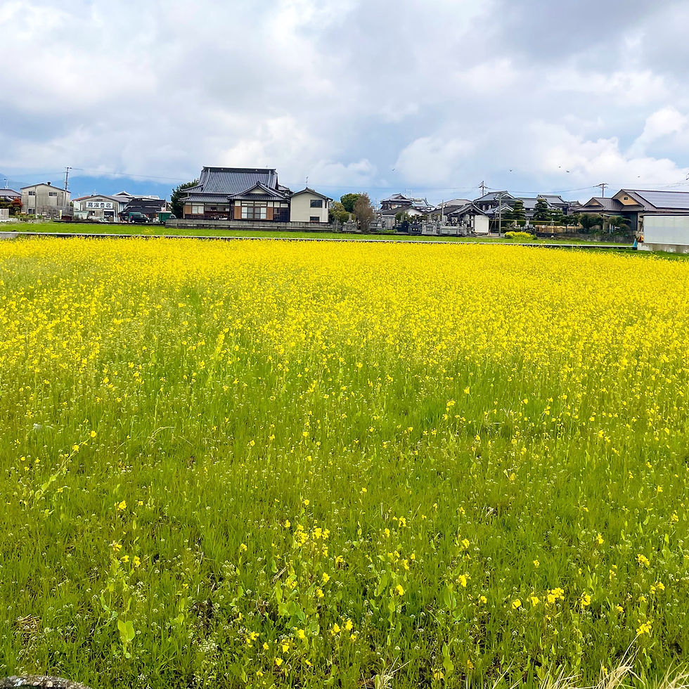 菜の花が春を彩ります