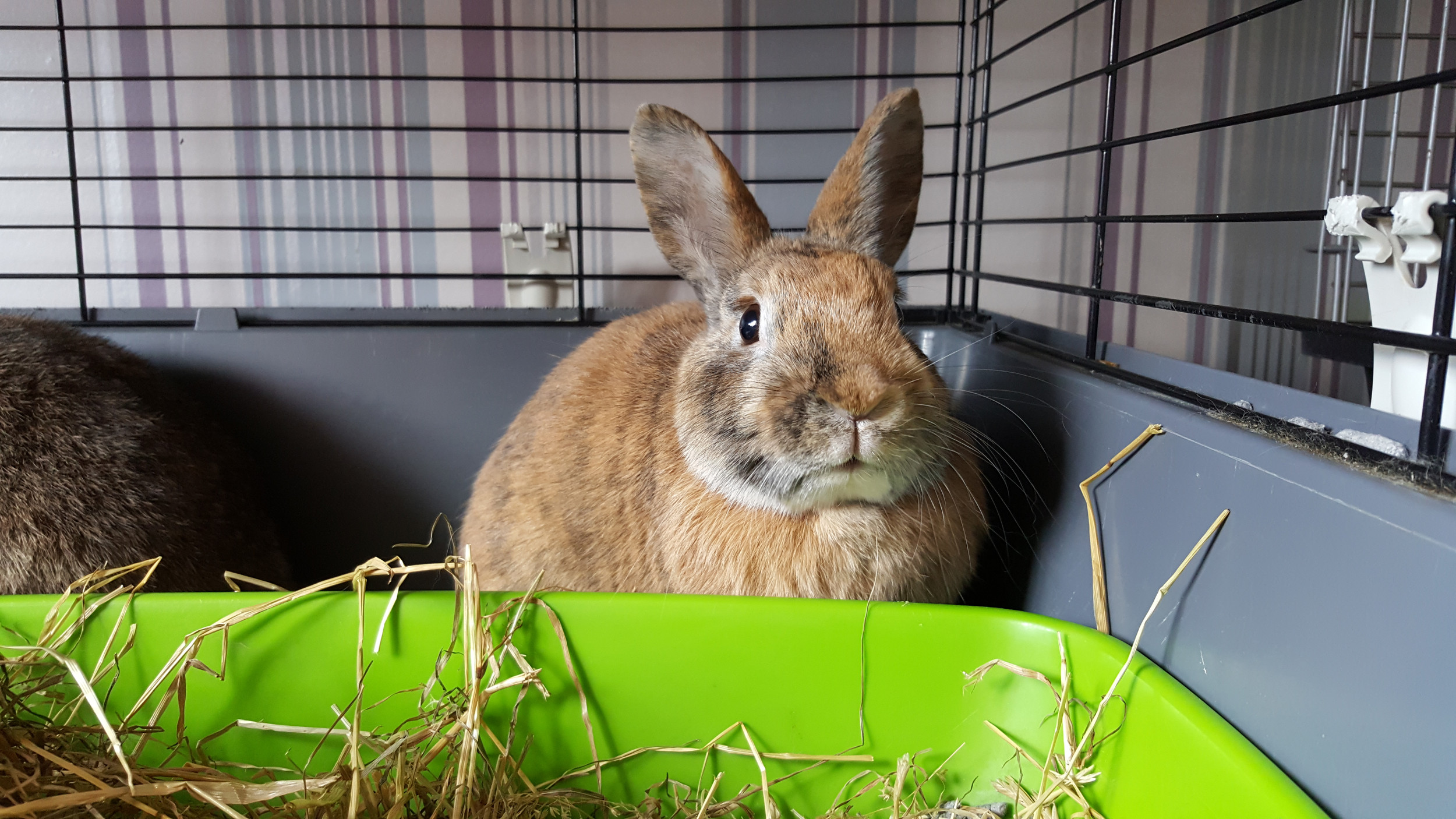 rabbit boarding prices