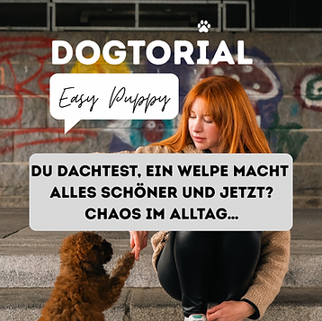 DOGTORIAL - 1.png