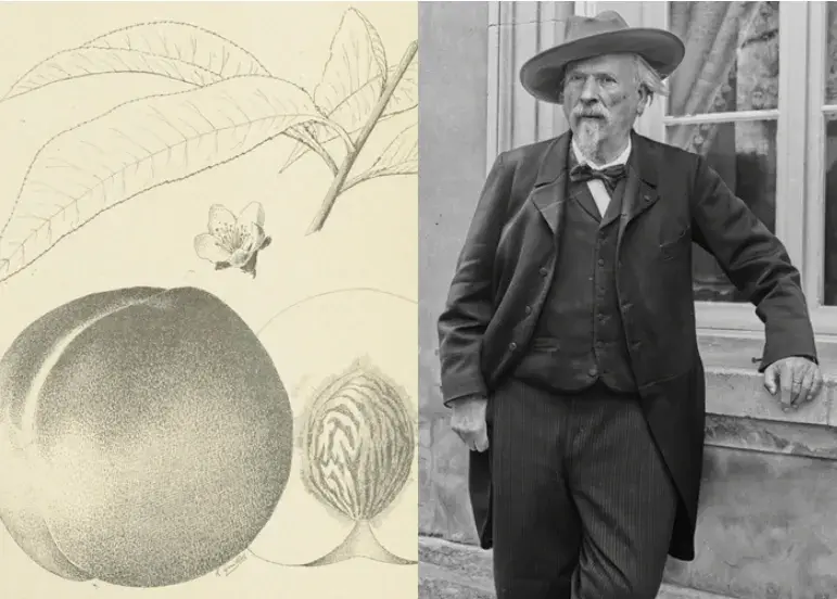 Pêche Mistral recette d'Auguste Escoffier pour Frédéric Mistral