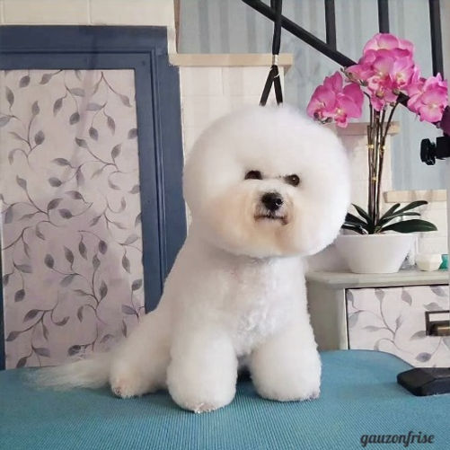 Perro blanco bien arreglado sentado en una superficie azul con flores rosadas en el fondo.