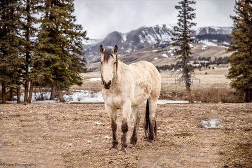 The Hay Loft Horse