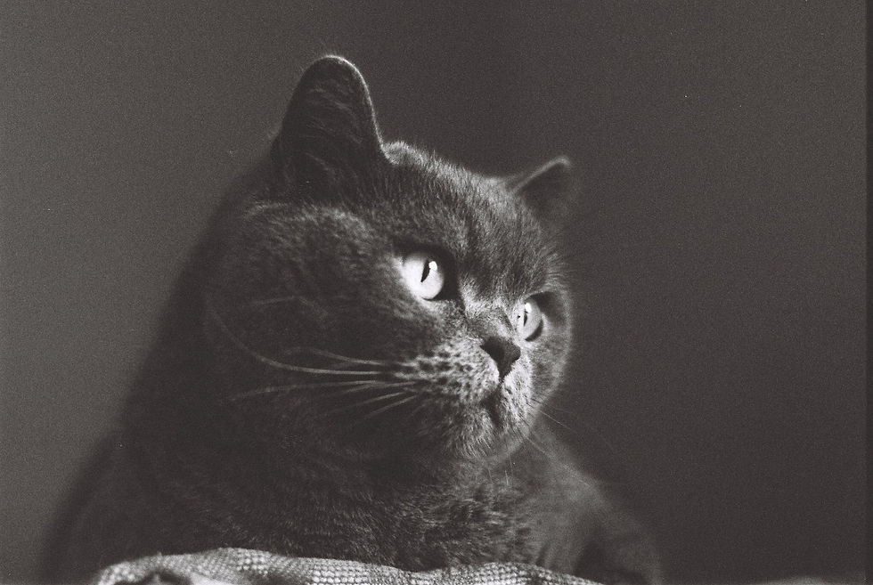 Thumbnail: Dragon Film No. I 35mm (24ex)