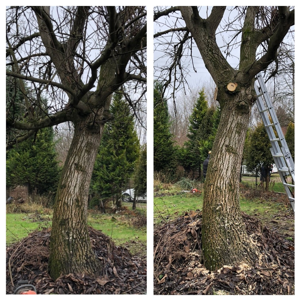 Pruning & crown lifting a walnut