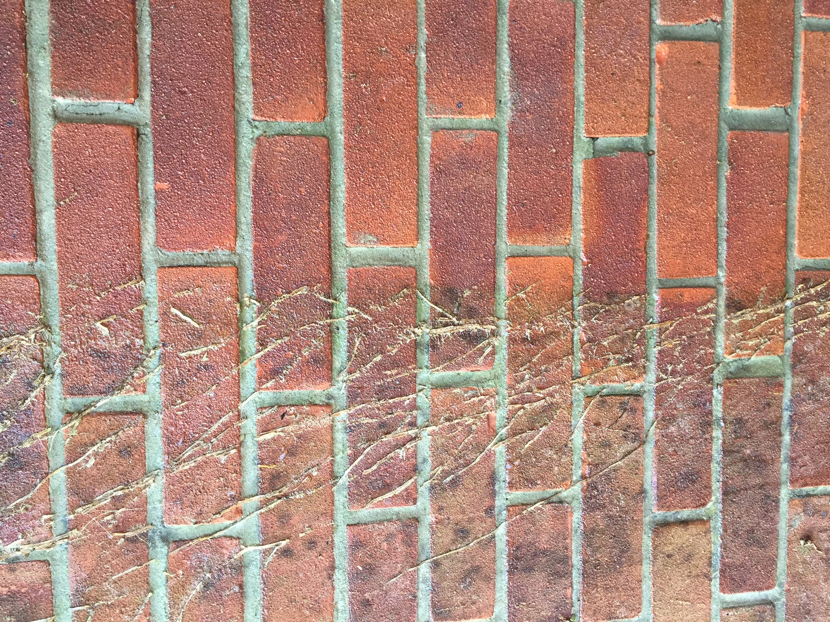 Ivy fronds removed by steam cleaning