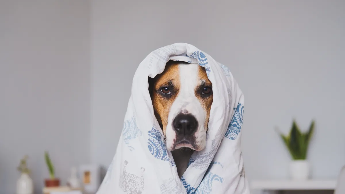 sick pup.webp