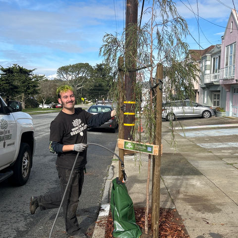 a person waters a street tree