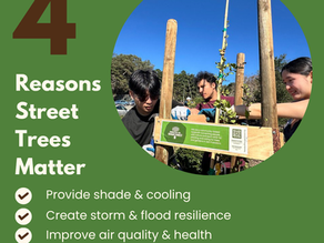 4 Reasons Street Trees Matter