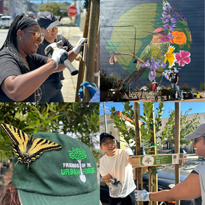 Collage of 4 photos. Photo 1 of two people installing a cross brace on a newly planted street tree. Photo 2 of a person standing in front of a hummingbird collage. Photo 3 of a yellow butterfly on a green Friends of the Urban Forest hat. Photo 4 of two people installing a cross brace on a newly planted street tree. 