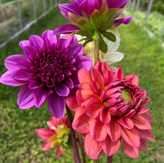 Rich toned dahlias