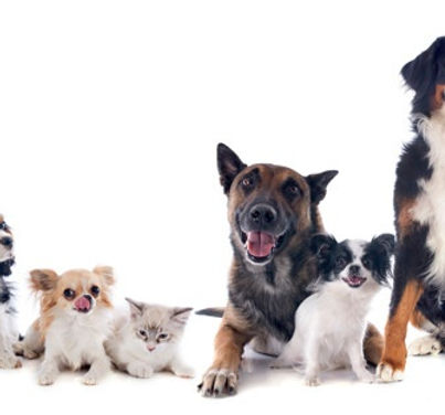 dogs-cats_87557-9599.jpg