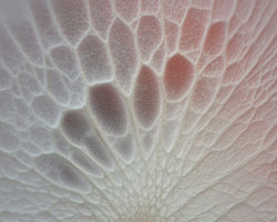 Print and Pattern: Defining Visual Impact