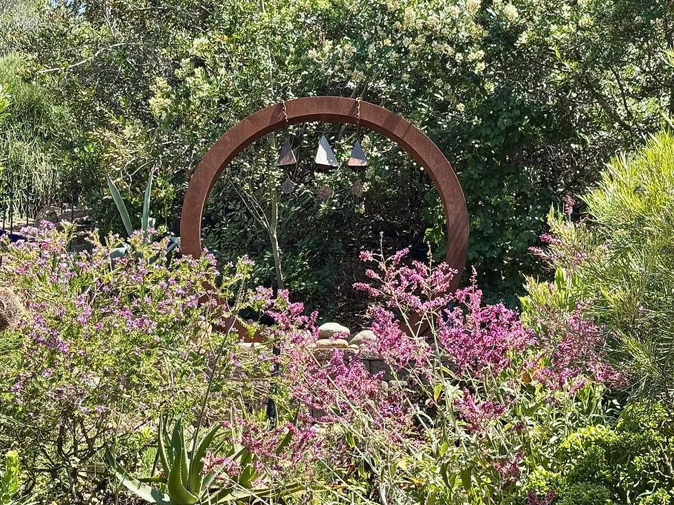 Toyon in full bloom behind the moon gate.