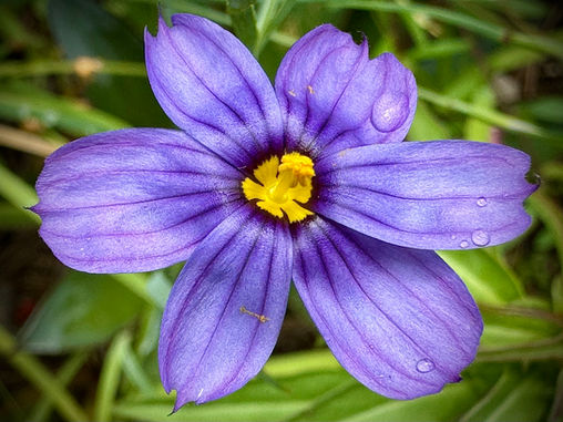 MY LIFE WITH PLANTS: Blue-eyed Grass - San Diego's New Official Flower