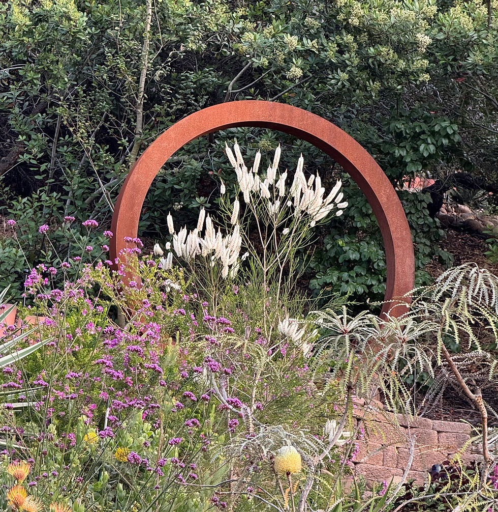 Moon gate in my home garden, June 2025, framing the white blooms of Melaluca huegili.