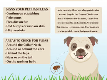 Fleas: How to spot and prevent them on your pets